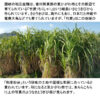 和三盆お干菓子「よろこび」（14個入／箱） - 画像 (3)