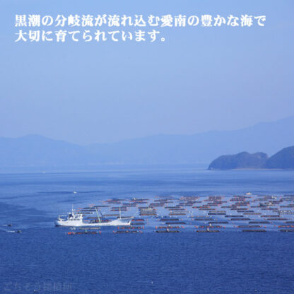 愛南のクエ鍋（クエ身250g、クエアラ400g） 冬期（11月～翌年2月ごろ）限定販売品 - 画像 (4)