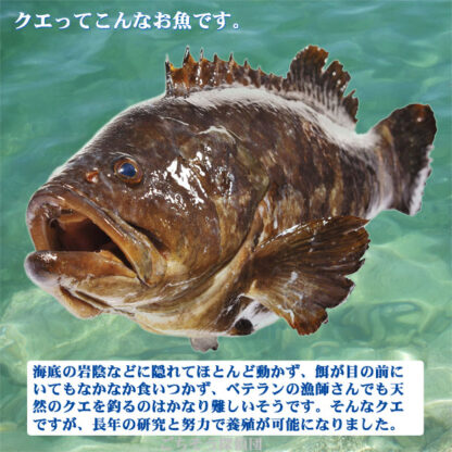 愛南のクエ鍋（クエ身250g、クエアラ400g） 冬期（11月～翌年2月ごろ）限定販売品 - 画像 (5)